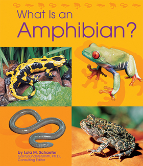 Picture of What is an amphibian