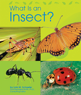 Picture of What is an insect