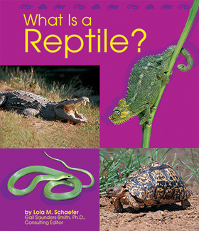 Picture of What is a reptile