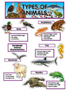 Types of animals mini bb set