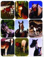 Horses real photos giant stickers