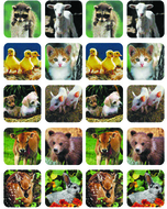 Baby animals real photos theme  stickers