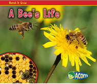 A bees life