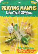 Mantis life cycle stages