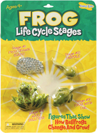 Frog life cycle stages
