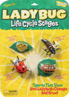 Ladybug life cycle stages
