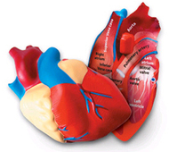 Human heart crosssection model