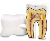 Tooth cross-section model
