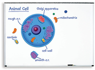 Magnetic animal cells