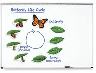 Giant magnetic butterfly life cycle