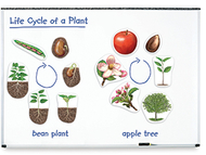 Giant magnetic plant life cycles