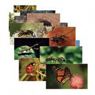 Insects 14 poster cards