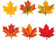 Classic accents maple leaves  variety pk-discovery