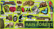 Rainforest plants & animals mini bb  set gr pk-5