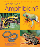 What is an amphibian