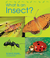 What is an insect