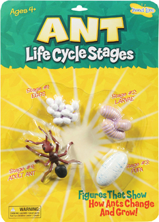 Picture of Ant life cycle stages