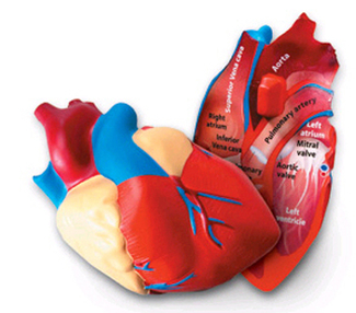 Picture of Human heart crosssection model