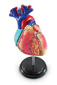 Picture of Model heart anatomy