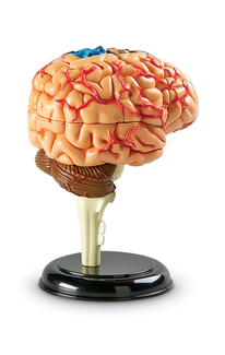 Picture of Model brain anatomy