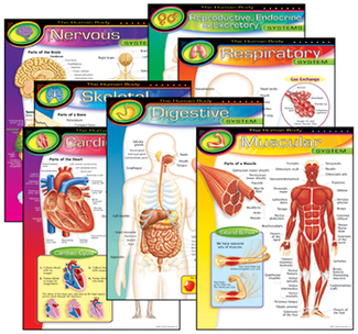 Picture of Chart pk the human body 7/pk 17x22  gr 5-8
