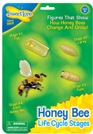Bee life cycle stages