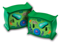 Plant cell crosssection model