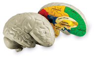 Human brain crosssection model