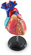 Model heart anatomy