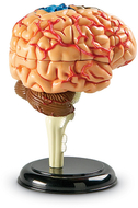 Model brain anatomy