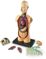 Model human body anatomy