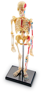Model skeleton