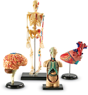 Model anatomy bundle set of 132