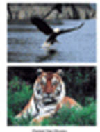 Wild animal poster set set of 10